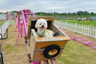 Shanghai Four Seasons Pet Park